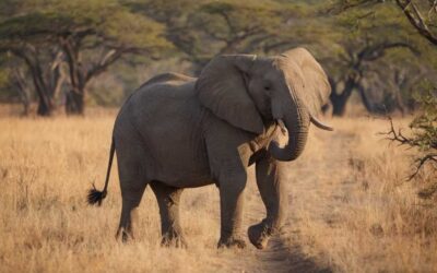 L’expérience ultime de safari au parc Kruger explorez la faune africaine dans son habitat naturel
